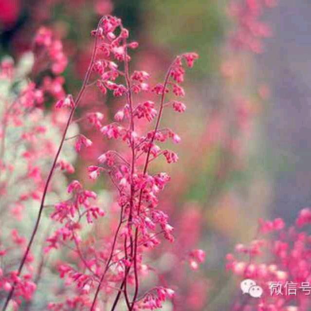 梦幻