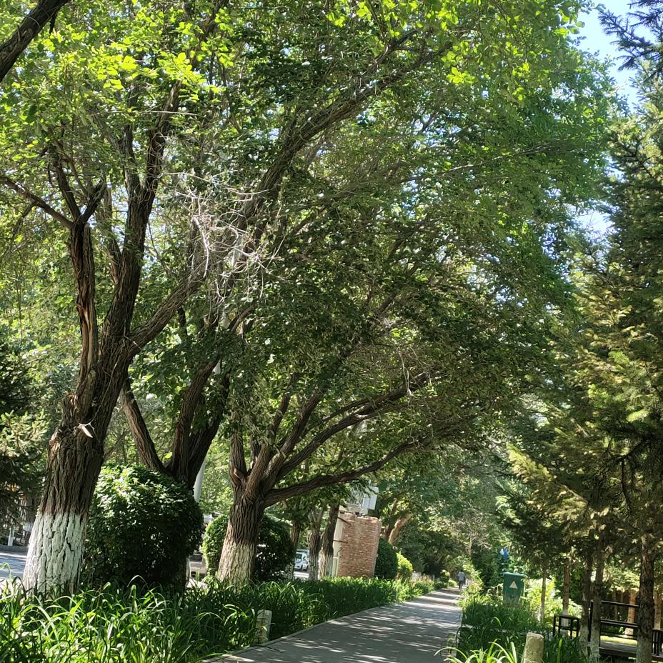 一只杨娃娃