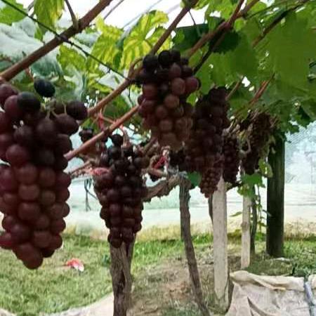 汪玲英卖当季水果