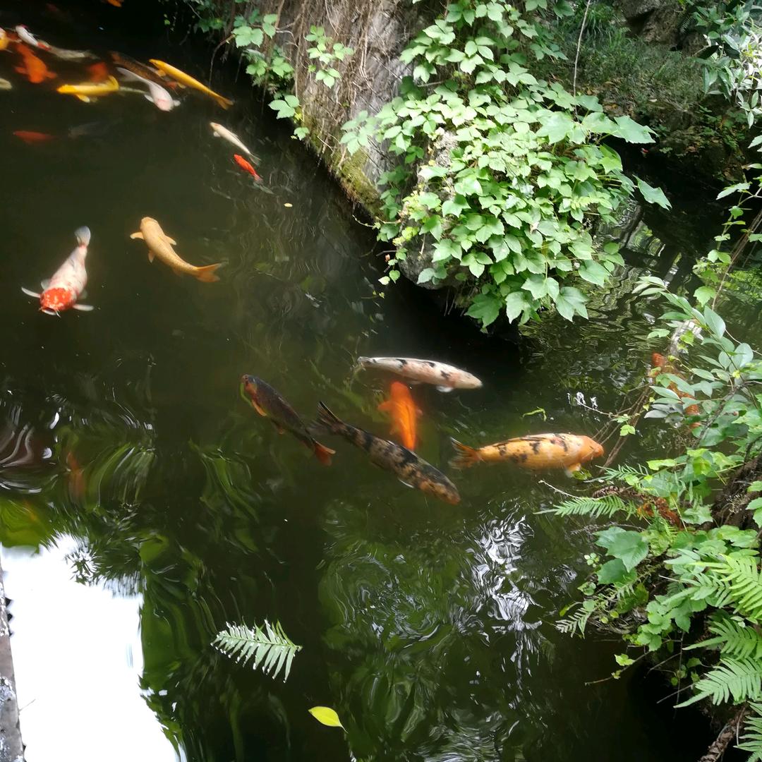 顺理成章