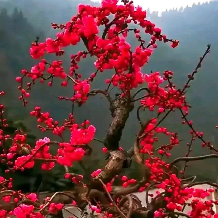 美好回忆。