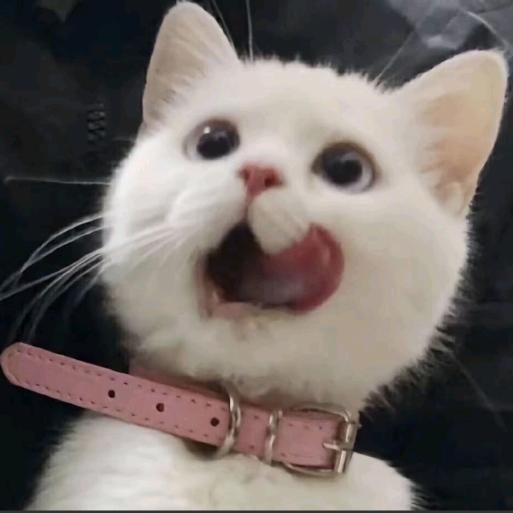 咪咪