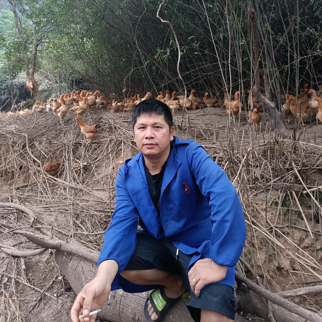 1号土鸡(骚鸡公）