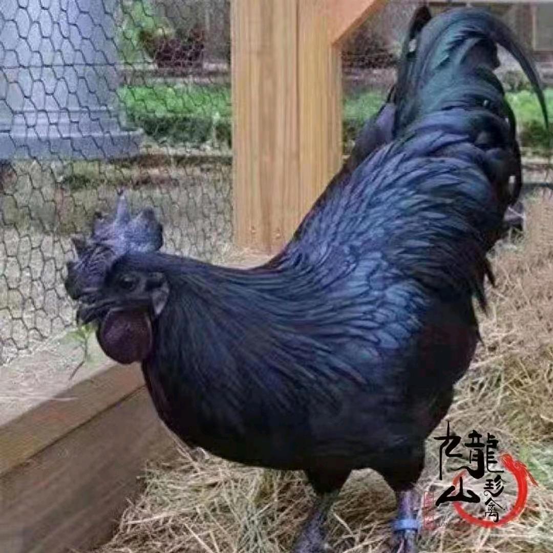 漩涡凤江龙丰散养土鸡