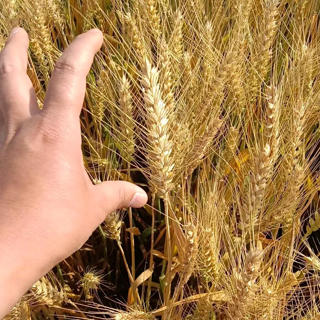 农沃汇农资 厂家货源