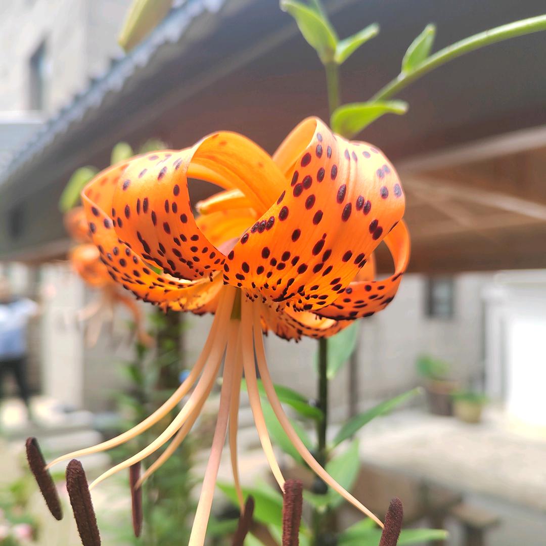 张蕤