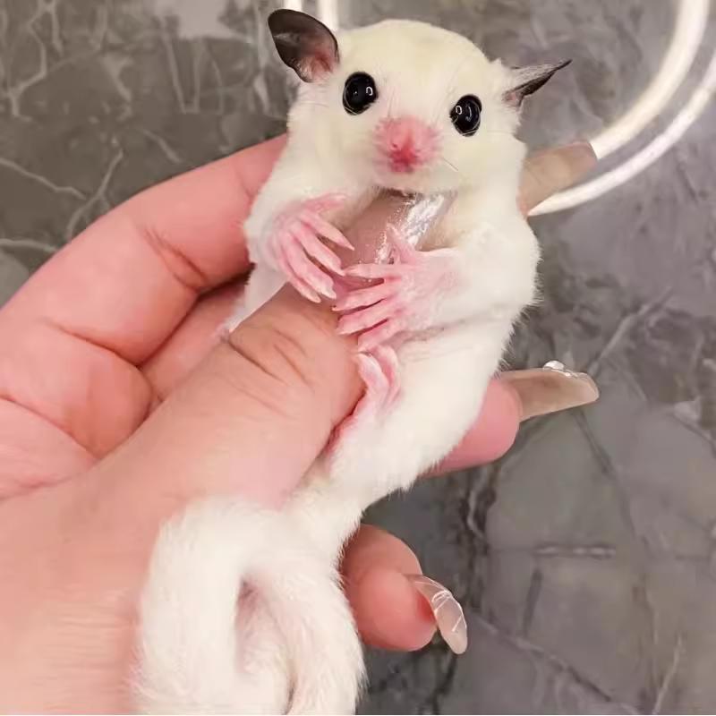 哈尼小蜜