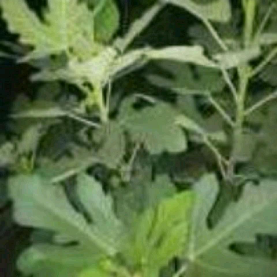 韩洪魁专业安装自卸