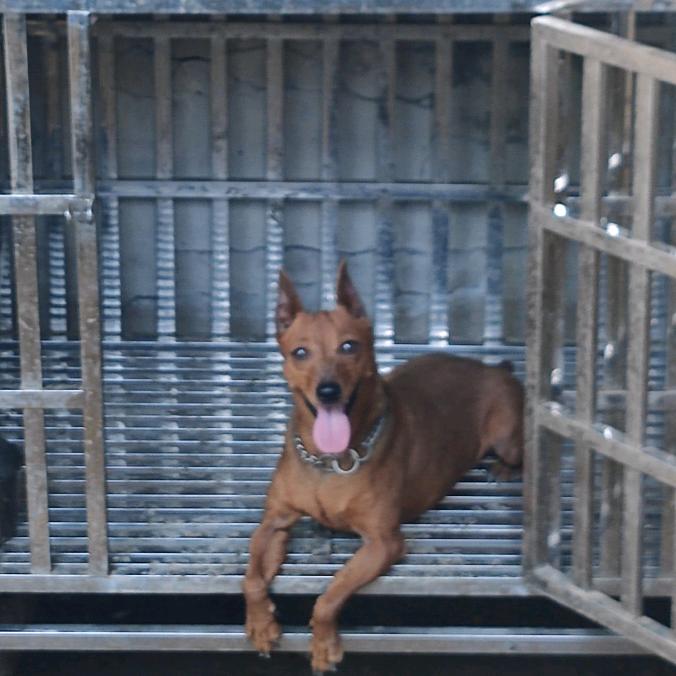 养宠日记🍊  (家庭犬舍)