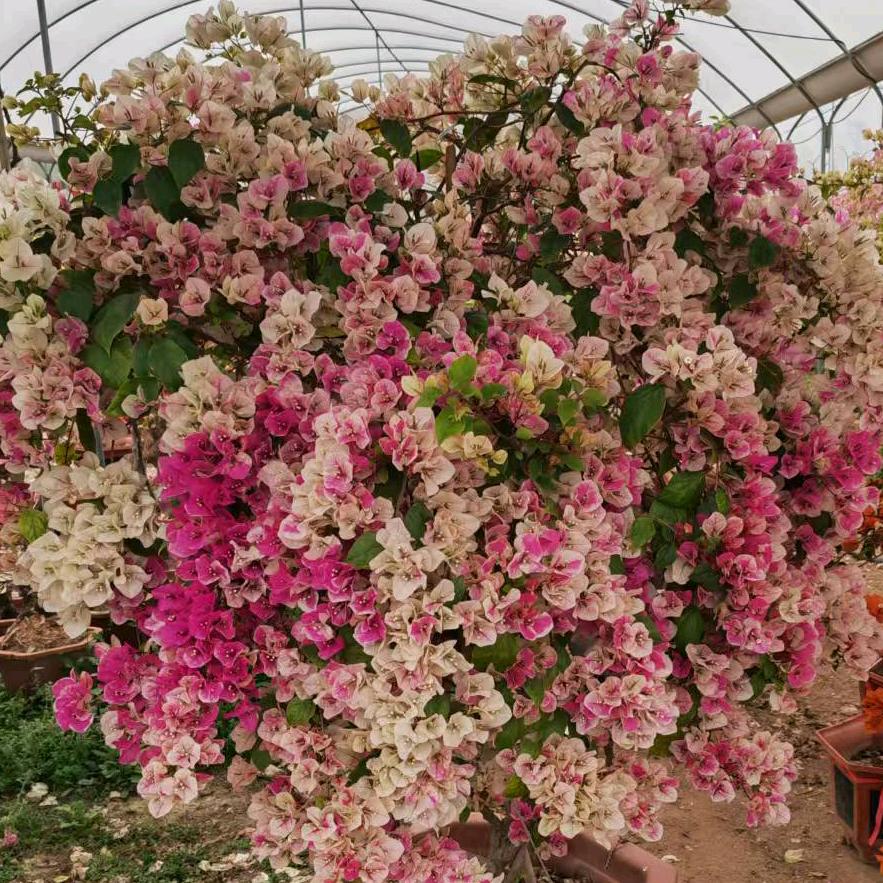 欣星园艺三角梅