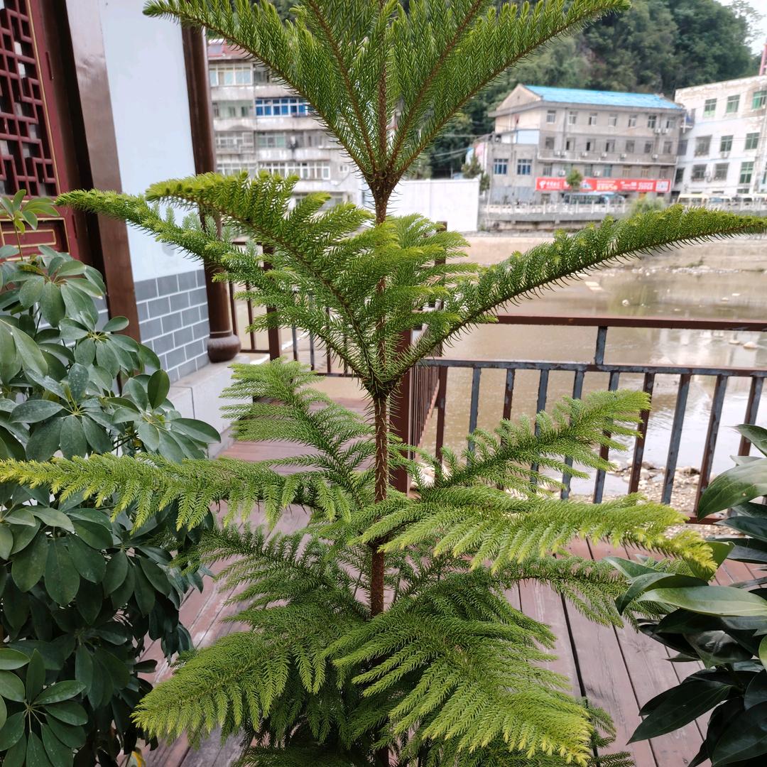 往事随风飘扬