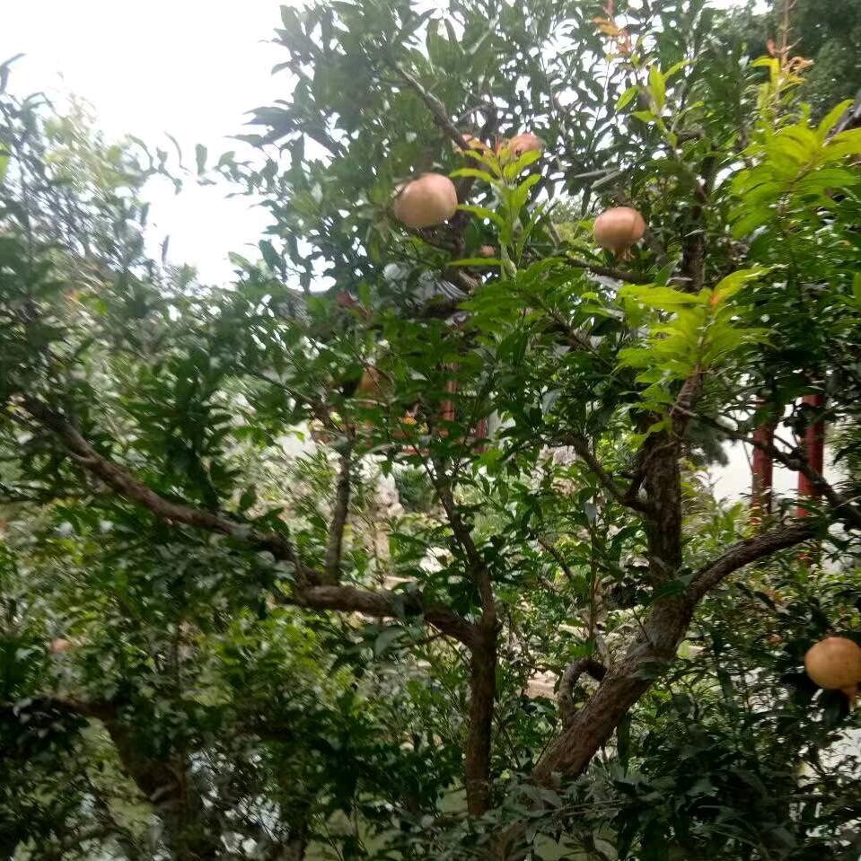 岁月如梭