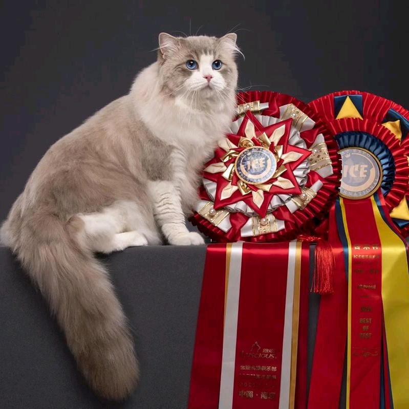 猫王