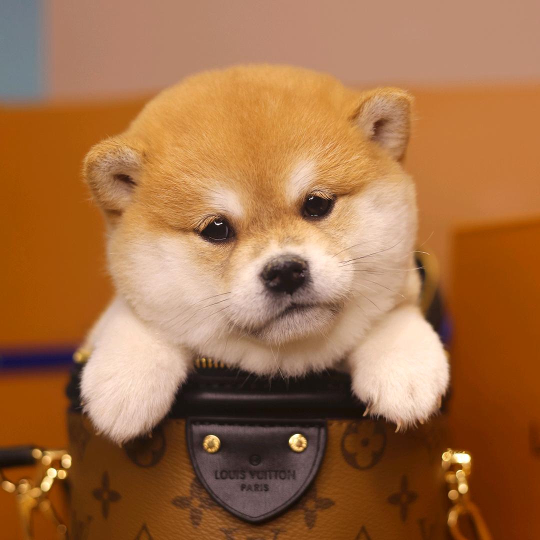 豆豆柴柴犬犬舍