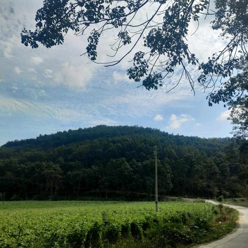 仙人掌