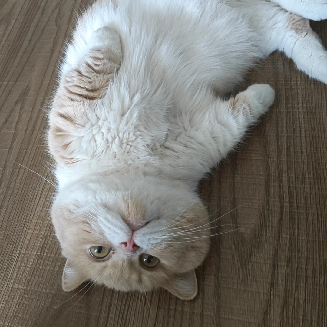 飞了