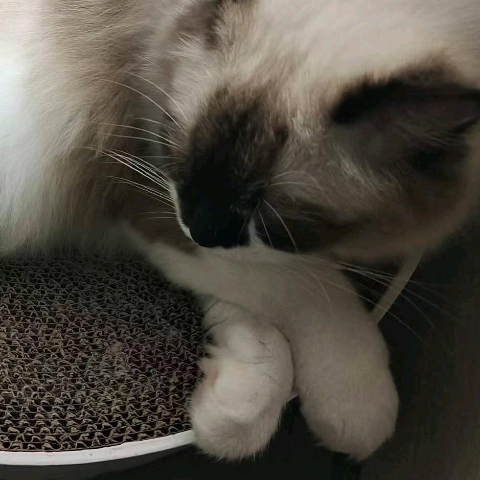 小仪