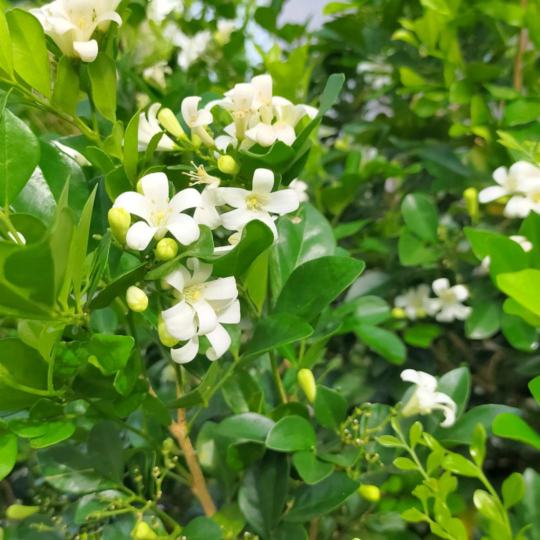 🍀🍀小心肝🍀🍀