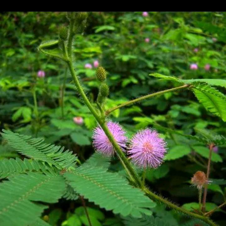 含羞草