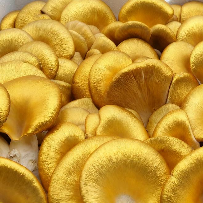 小樊山珍菌菇批发