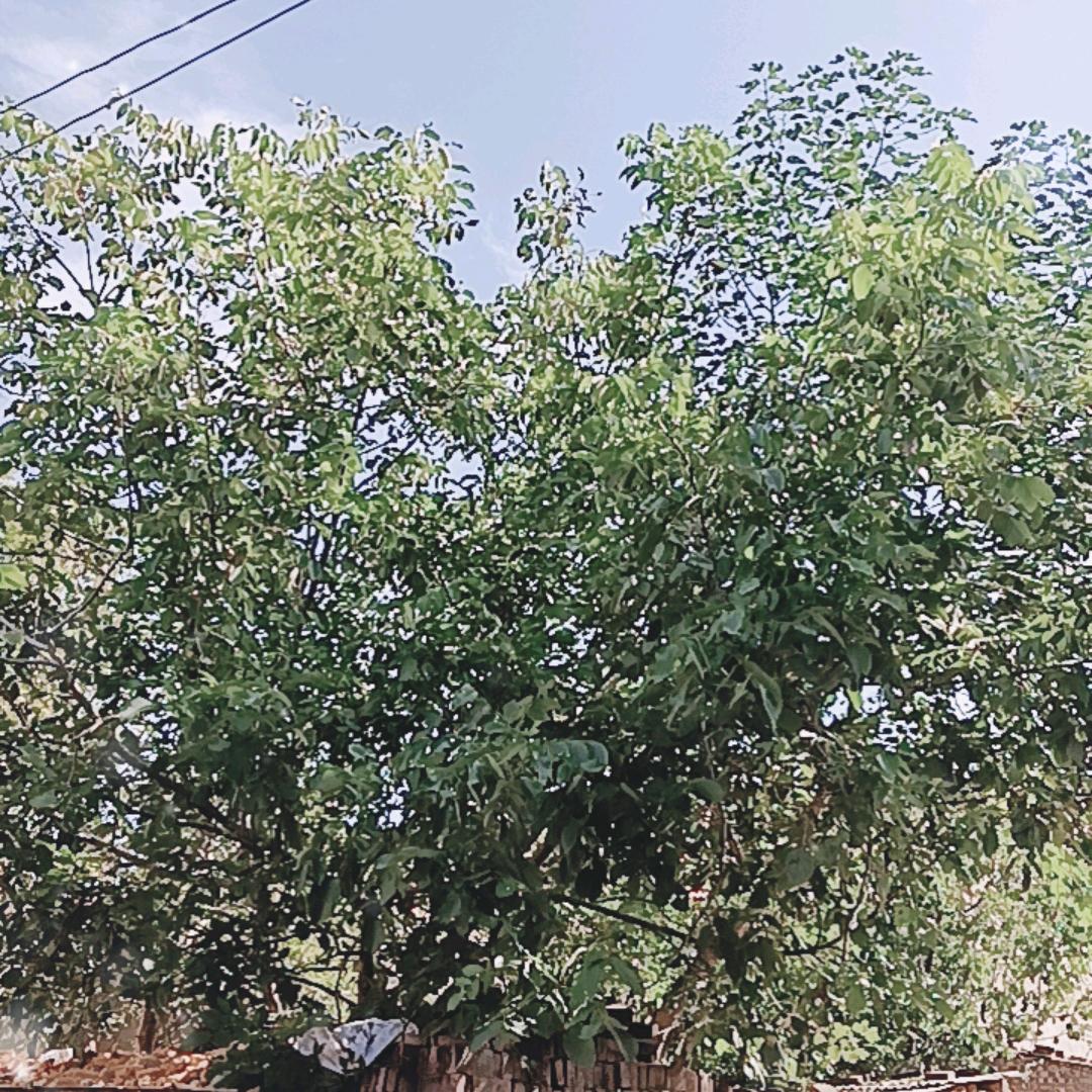 秦秦