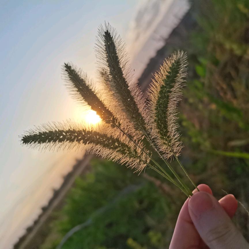 田都田鲁