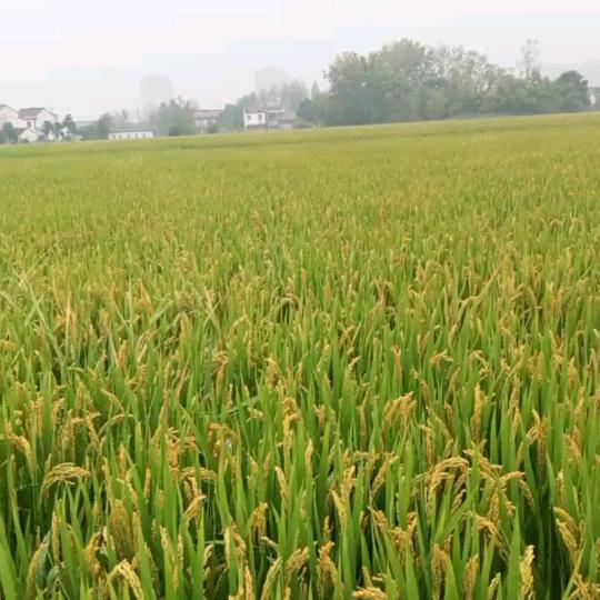 用户4567510076305兵哥