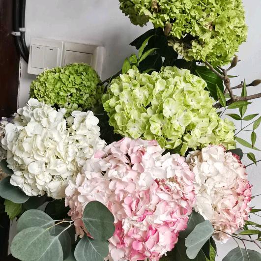 清栀