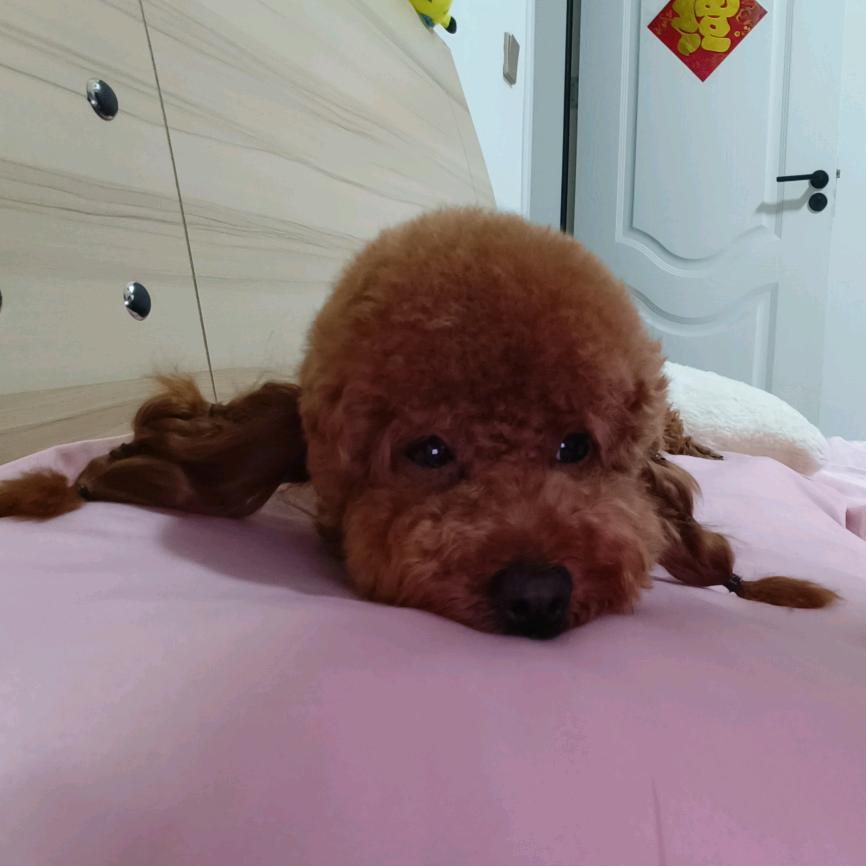 宠儿😜