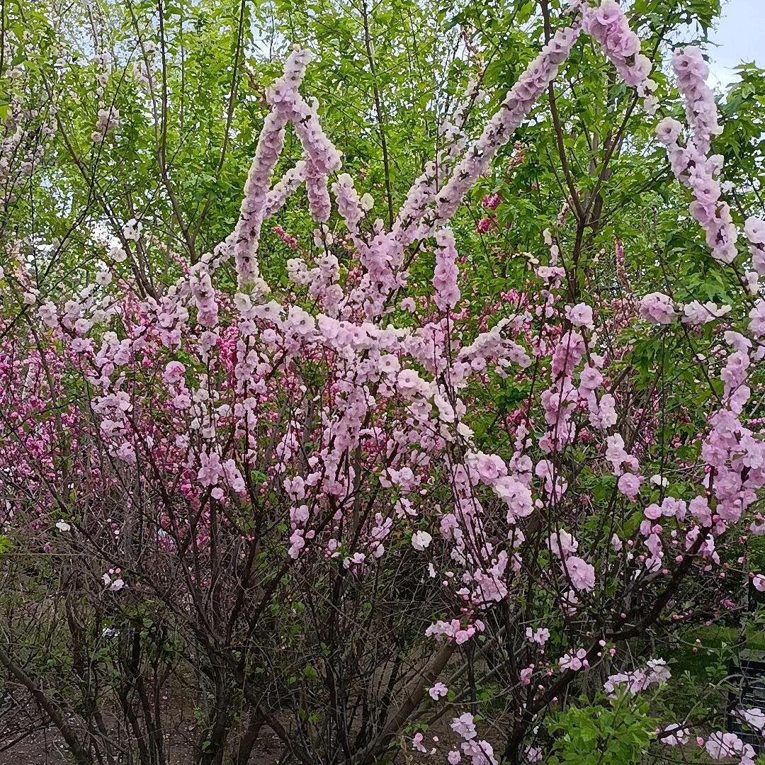 🌹喜欢温柔🌹