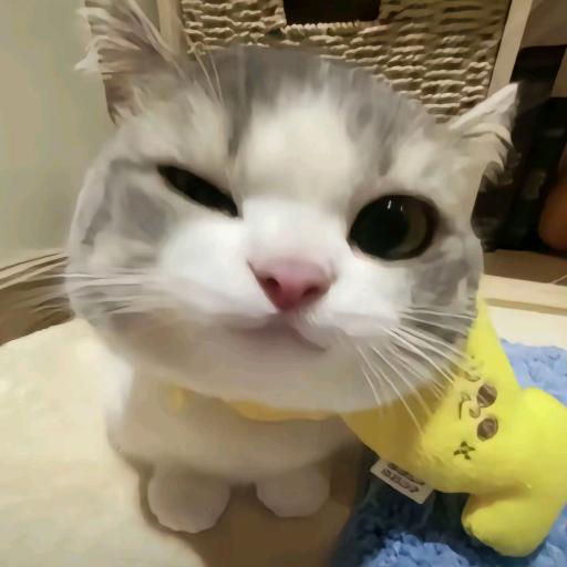 肥肥哒
