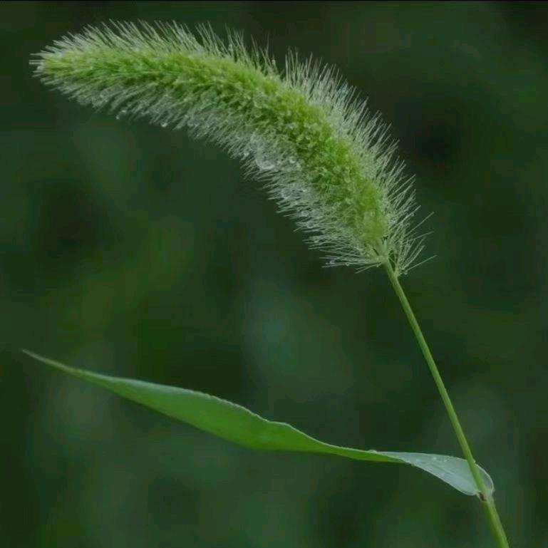 美