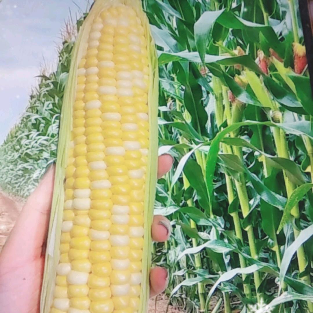 专注玉米