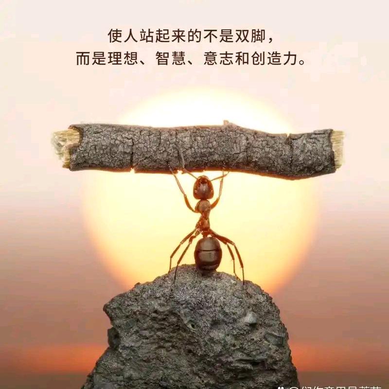 炎哥车品