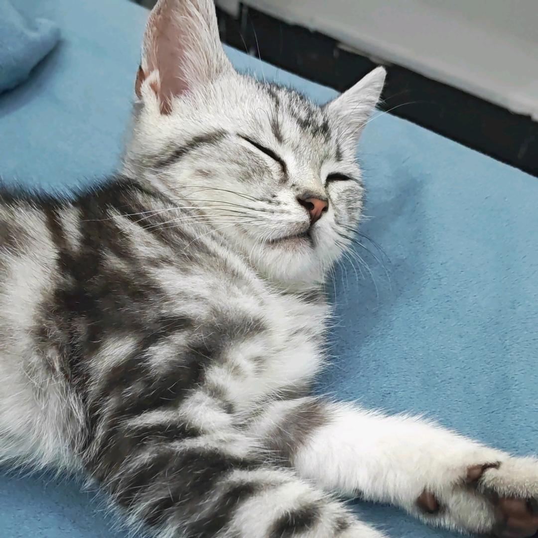 小九