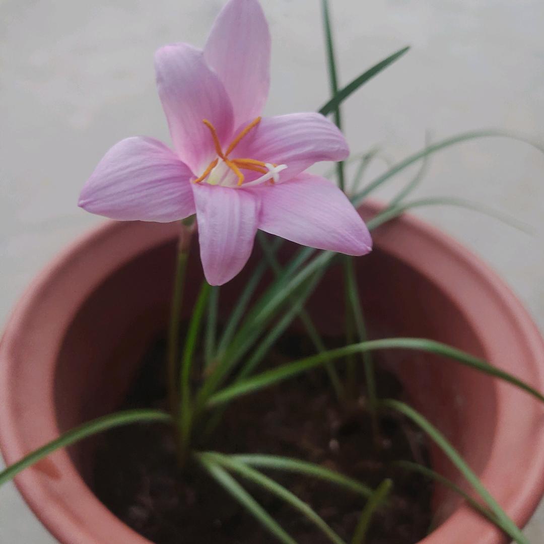 💞꯭一王情深᭄ꦿᩚ不离不祁ꦻ