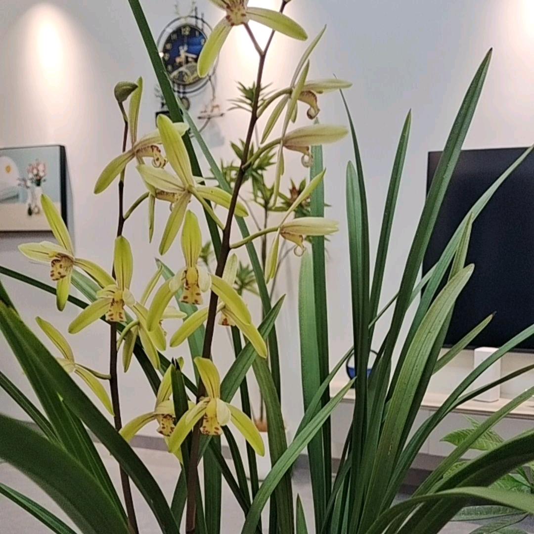 紫花地丁