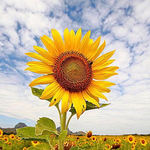 🍒水清云淡🍒