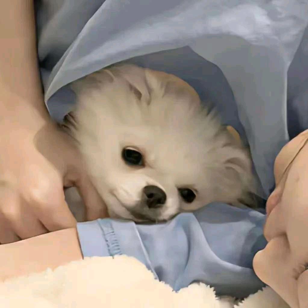 专一小帅