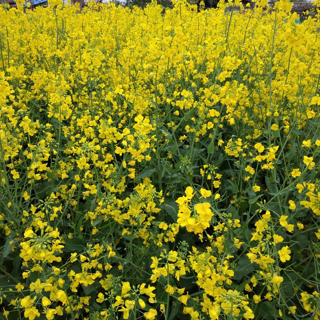 陈昌文书籍读书人：大行