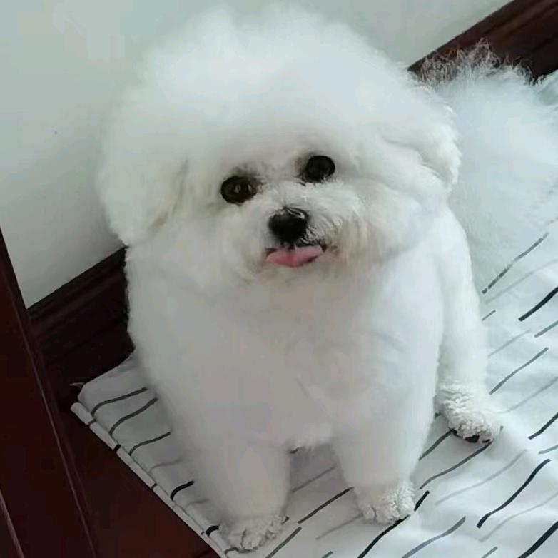 西瓜：