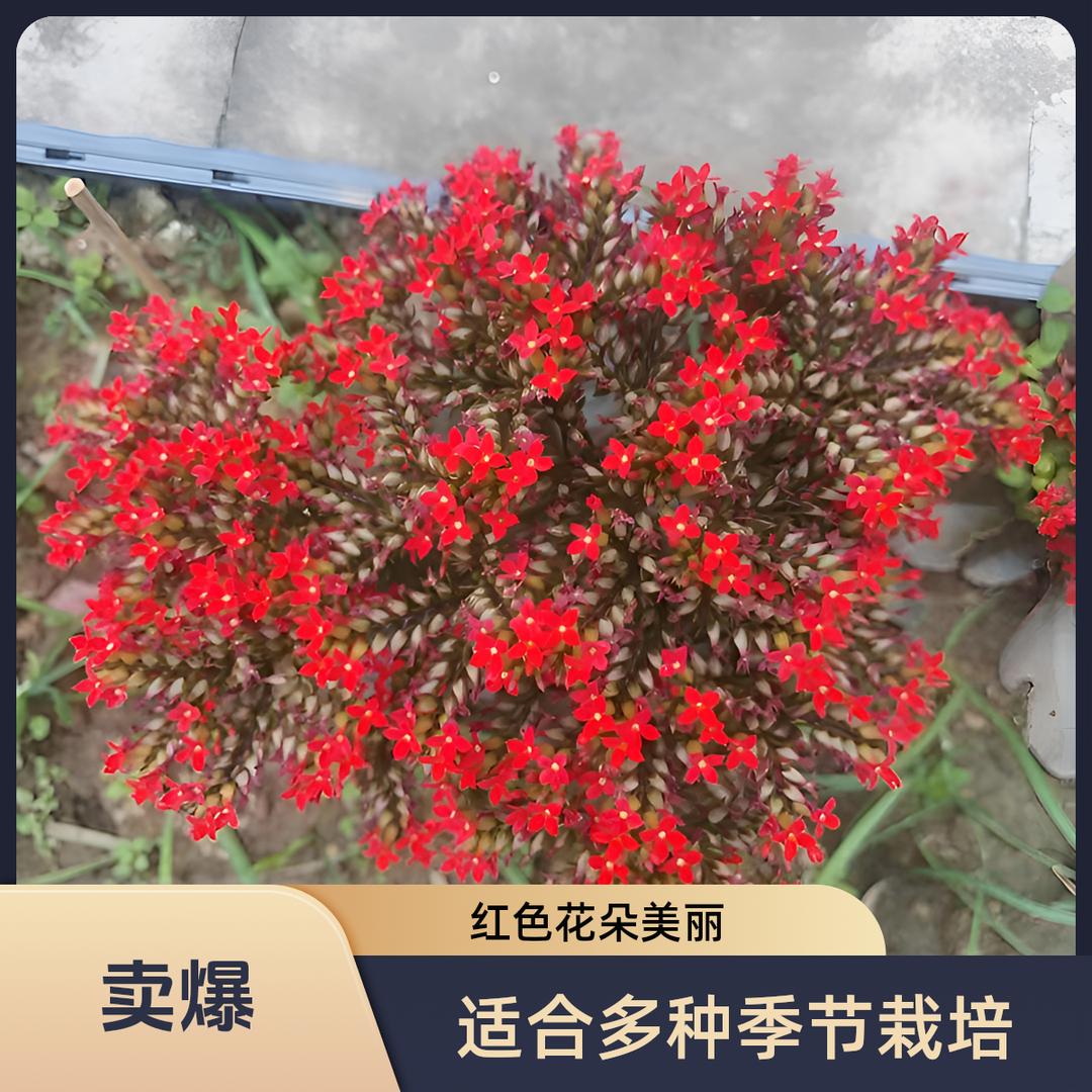 泽俊绿植花卉
