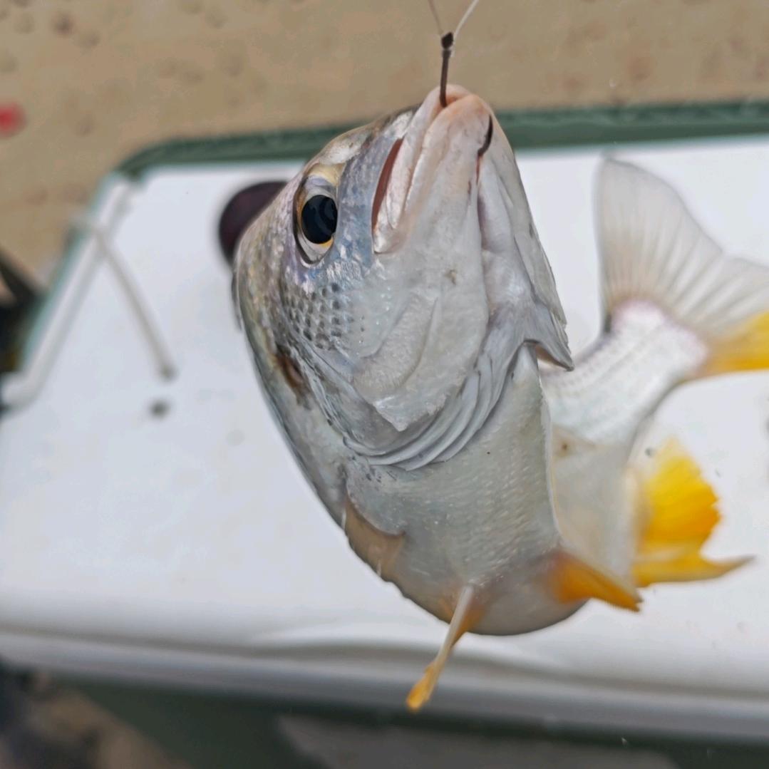 腊文西（咸淡水斑点非）