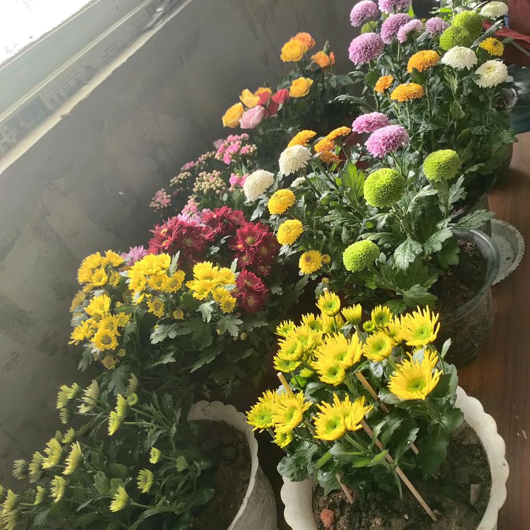 团团圆圆祈求快乐