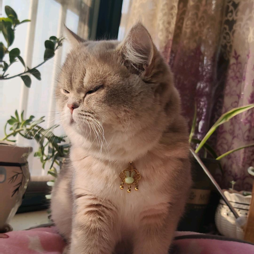 钢蹦是只猫