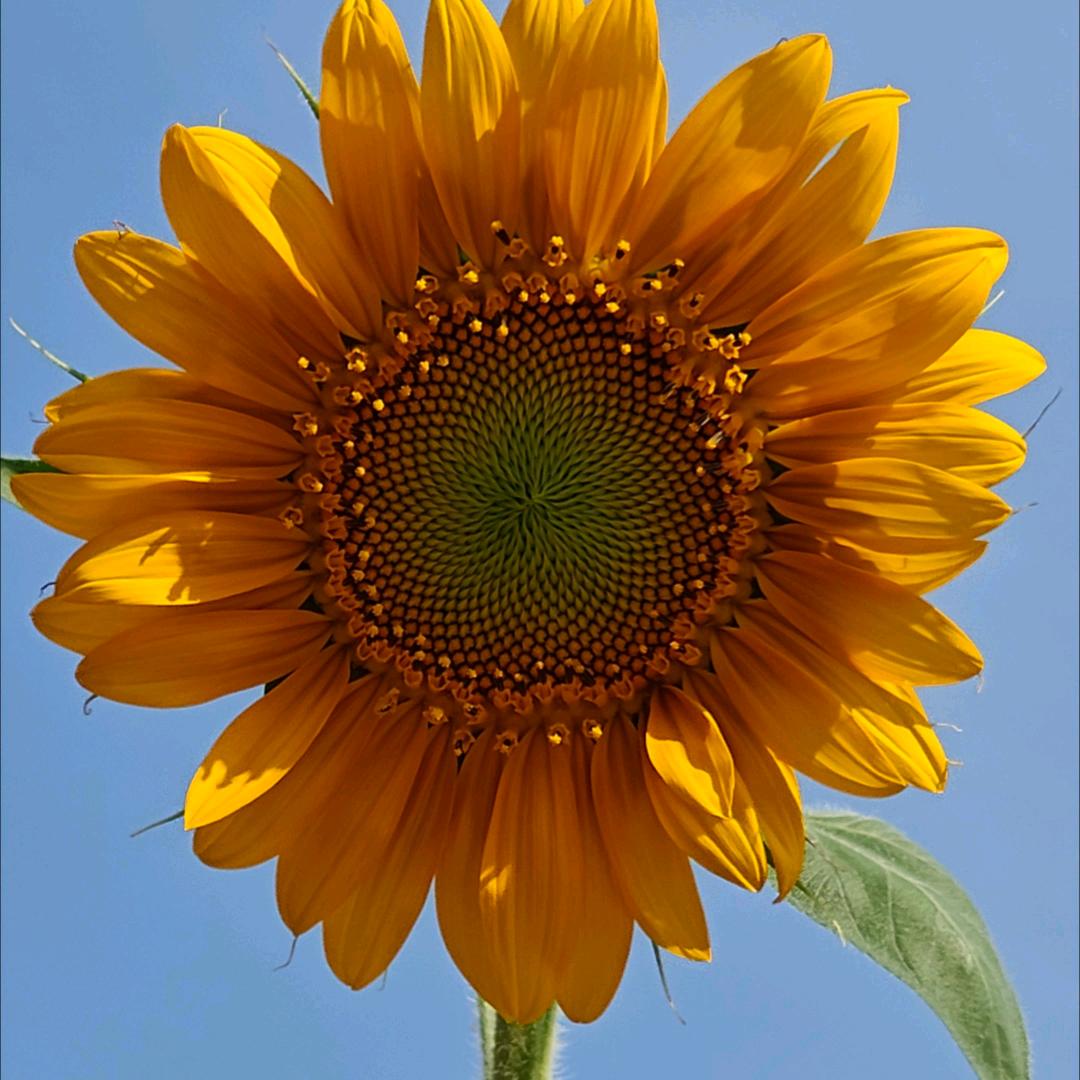 淡然🌸一笑🍀