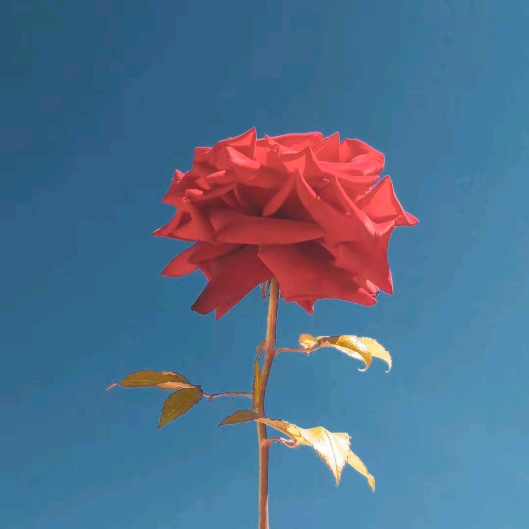 朝花夕拾º