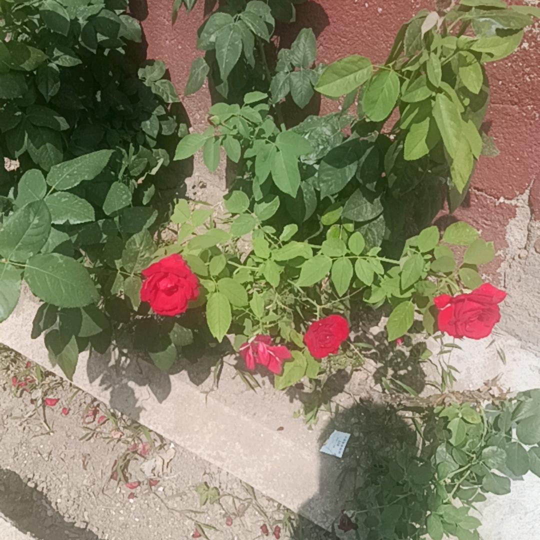 魔鬼天使，小彭，卖兔，羊，鸡，牛，饲料，