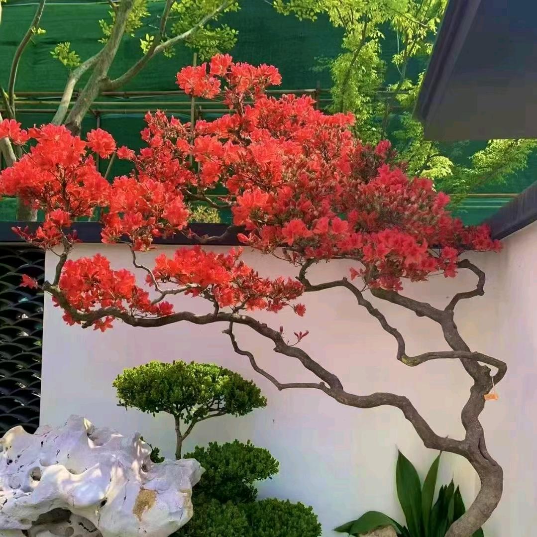 大别山小叶映山红