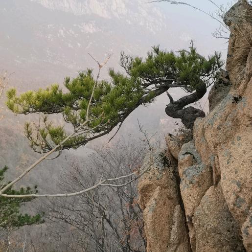 园林景观树